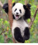 Большая панда — символ китайской дипломатии - Russian